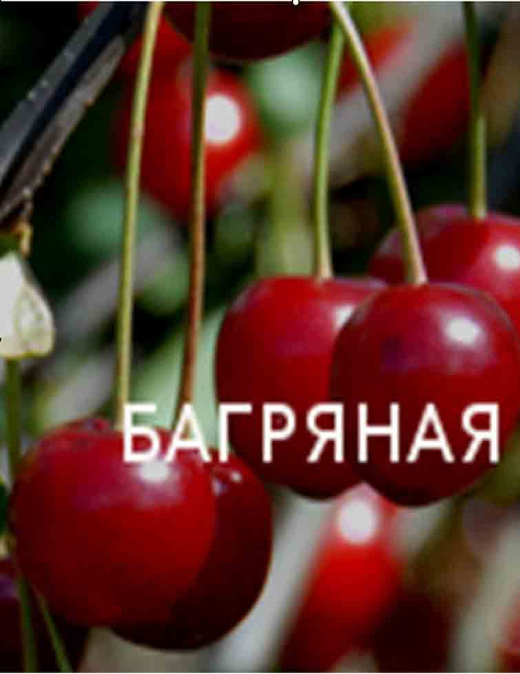 Вишня Багряная