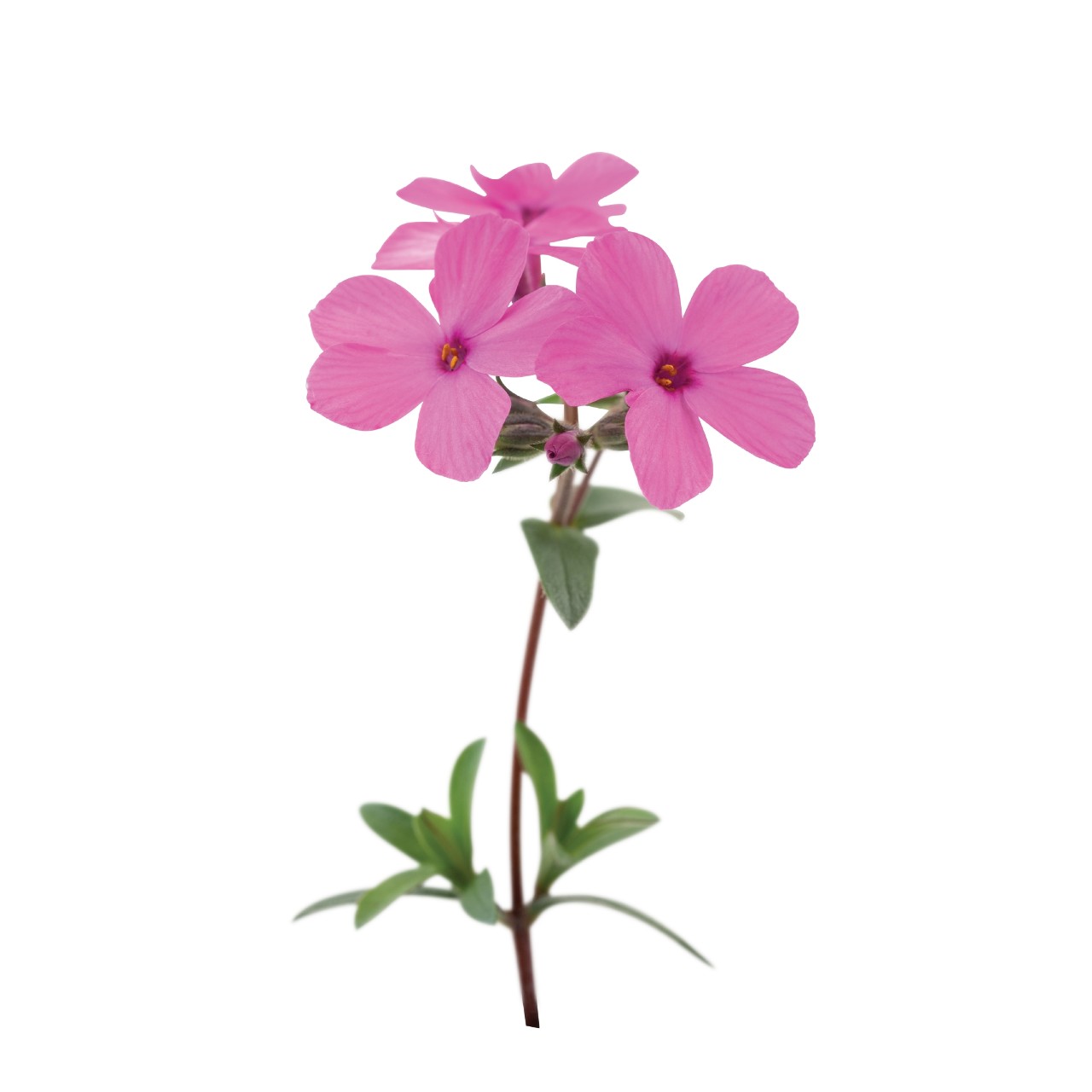 Флокс hybrida Woodlander Pink