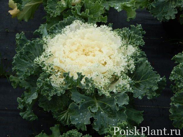 Капуста декоративная White Kamome