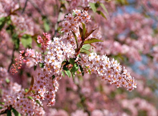 Черемуха обыкновенная "Prunus padus"