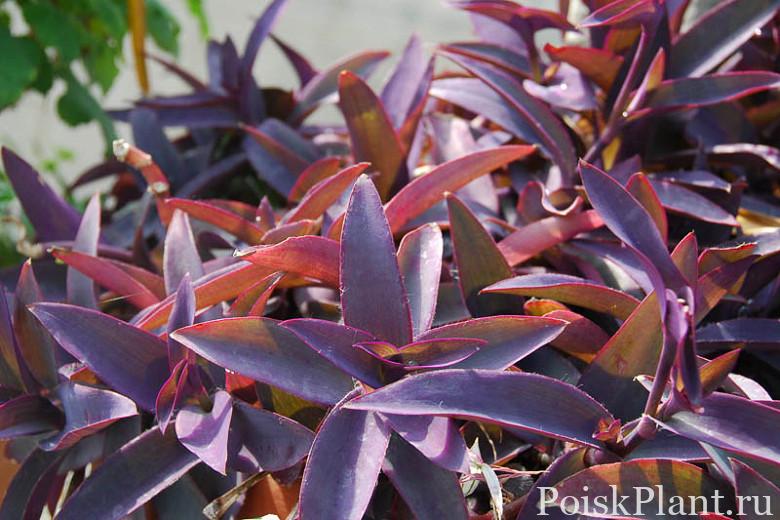 Традесканция бледная Purpurea