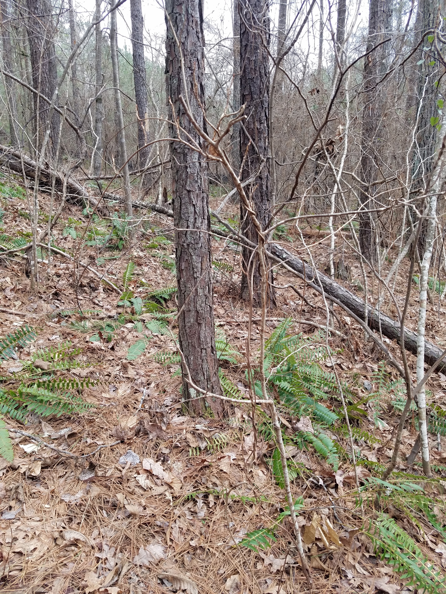 international backfill (iNaturalist): Schisandra