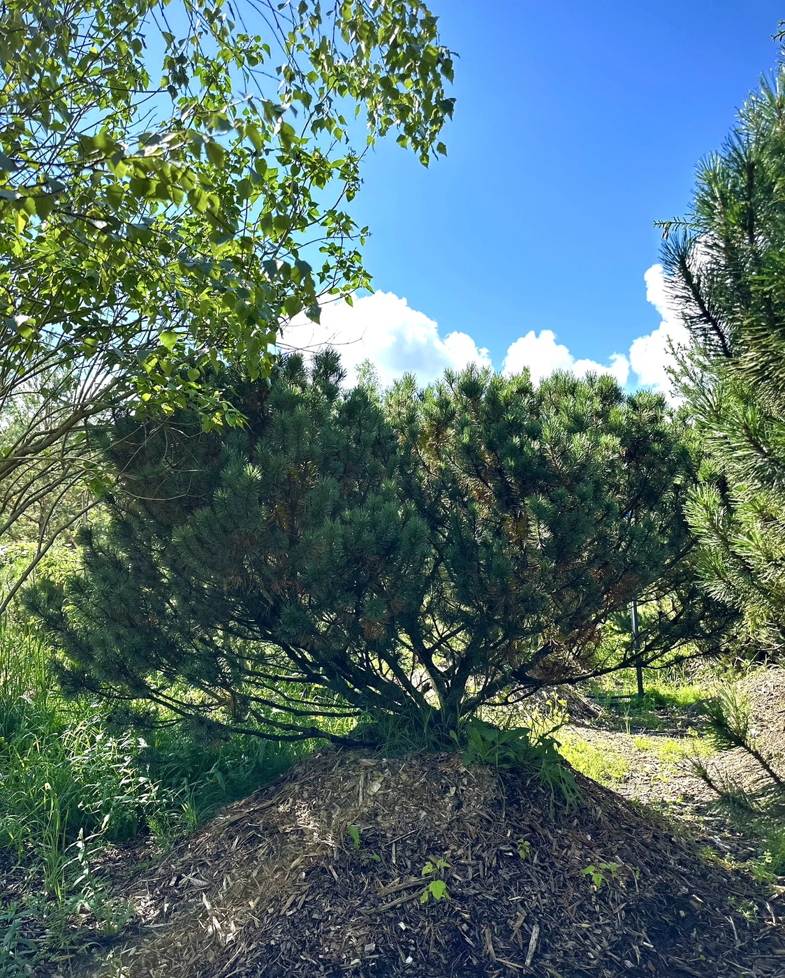 Сосна горная (Pinus Mugo)
