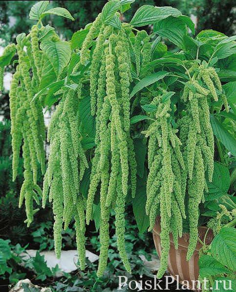 Амарант хвостатый Green Tails
