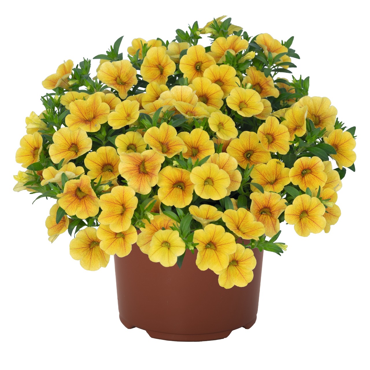 Калибрахоа Aloha Kona Yellow 2026