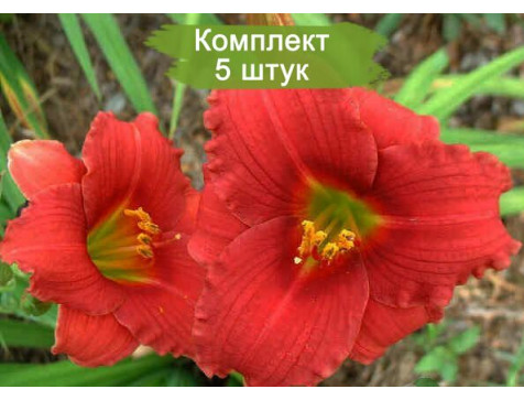 Лилейник Силоам Рэд Той