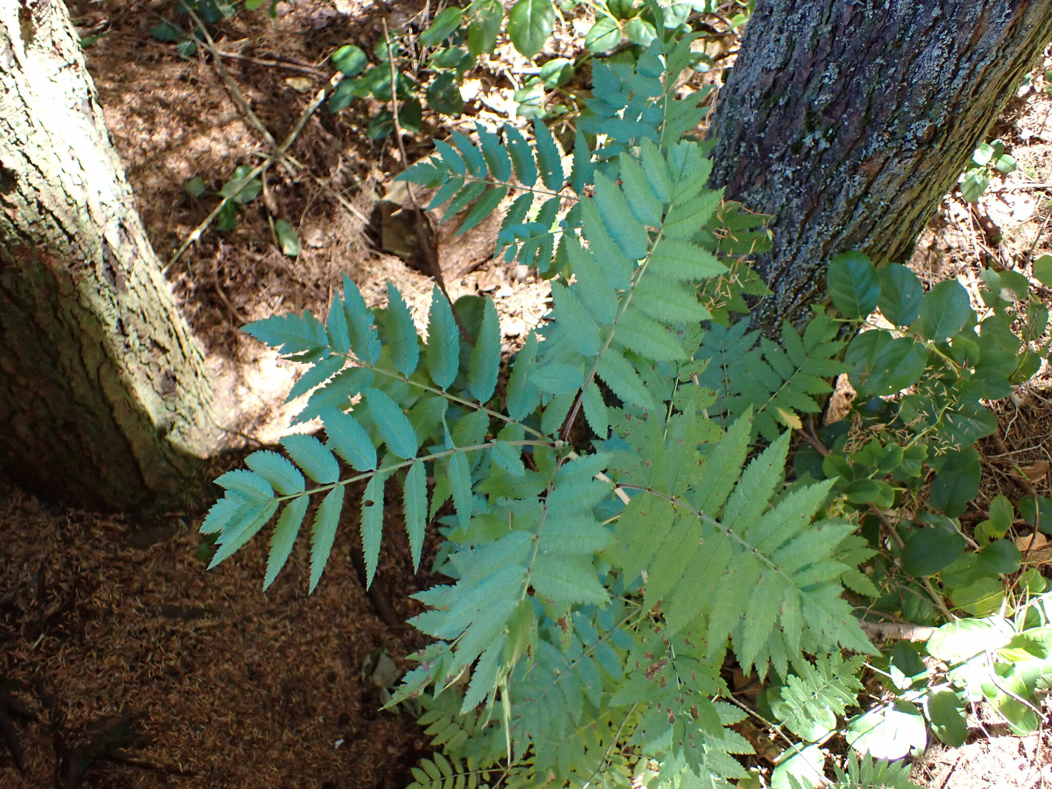 international backfill (iNaturalist): Sorbus aucuparia