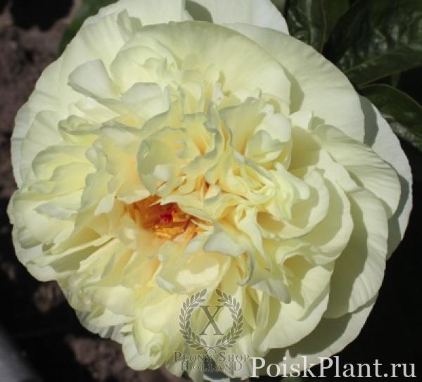 Пион травянистый Heavenly Ivory
