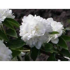 Чубушник Помпон (Philadelphus)