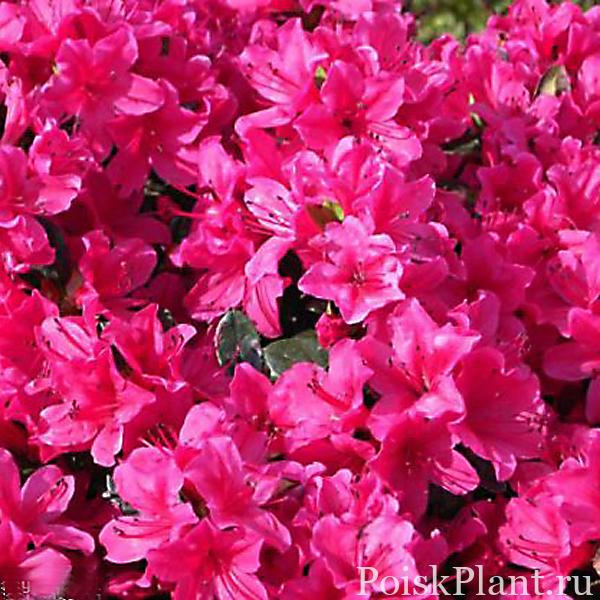 Рододендрон тупой Multiflorum