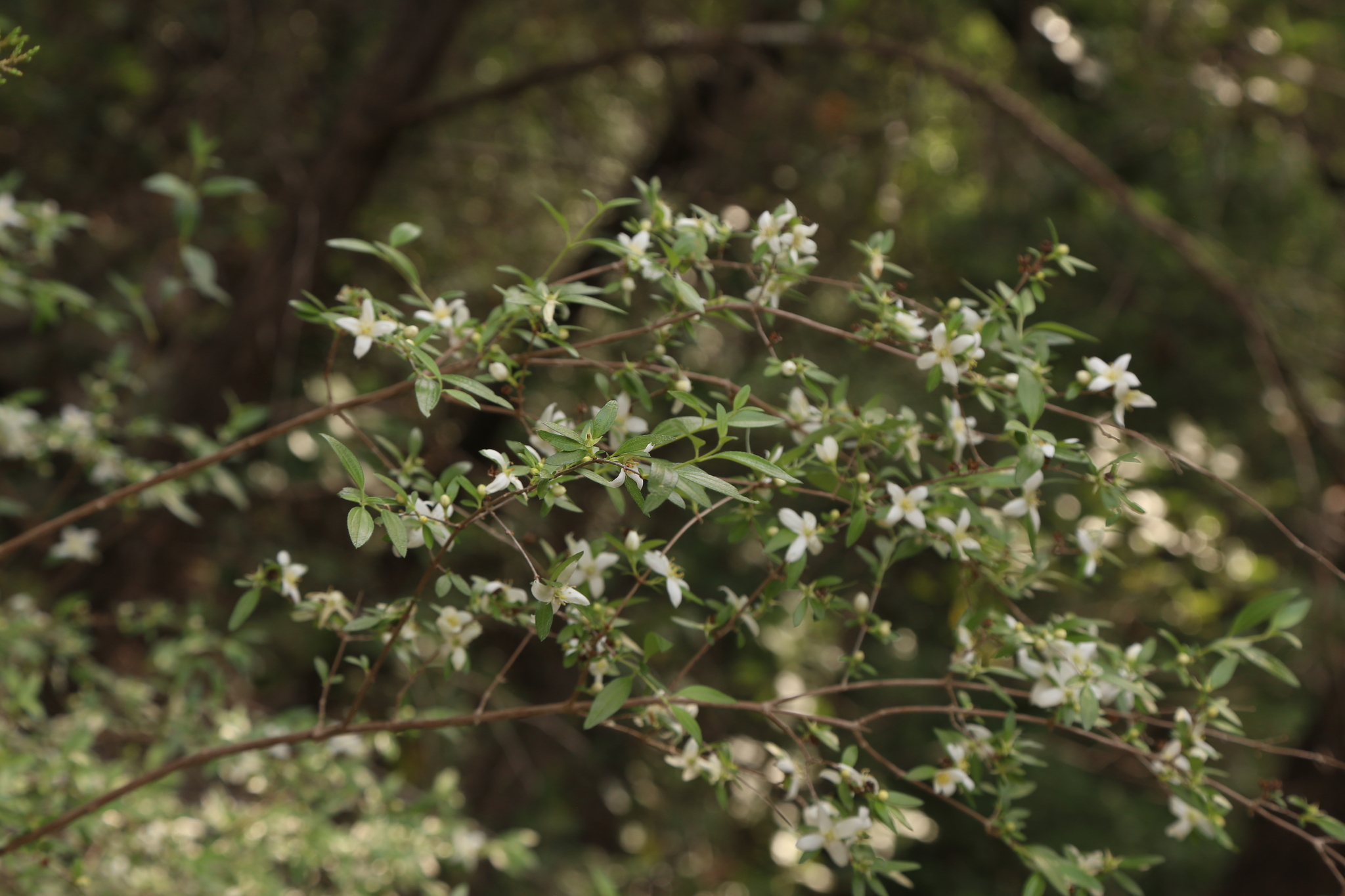 international backfill (iNaturalist): Philadelphus