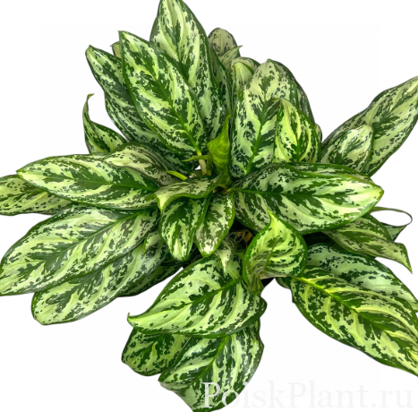 Аглаонема гибридная Laurel Green