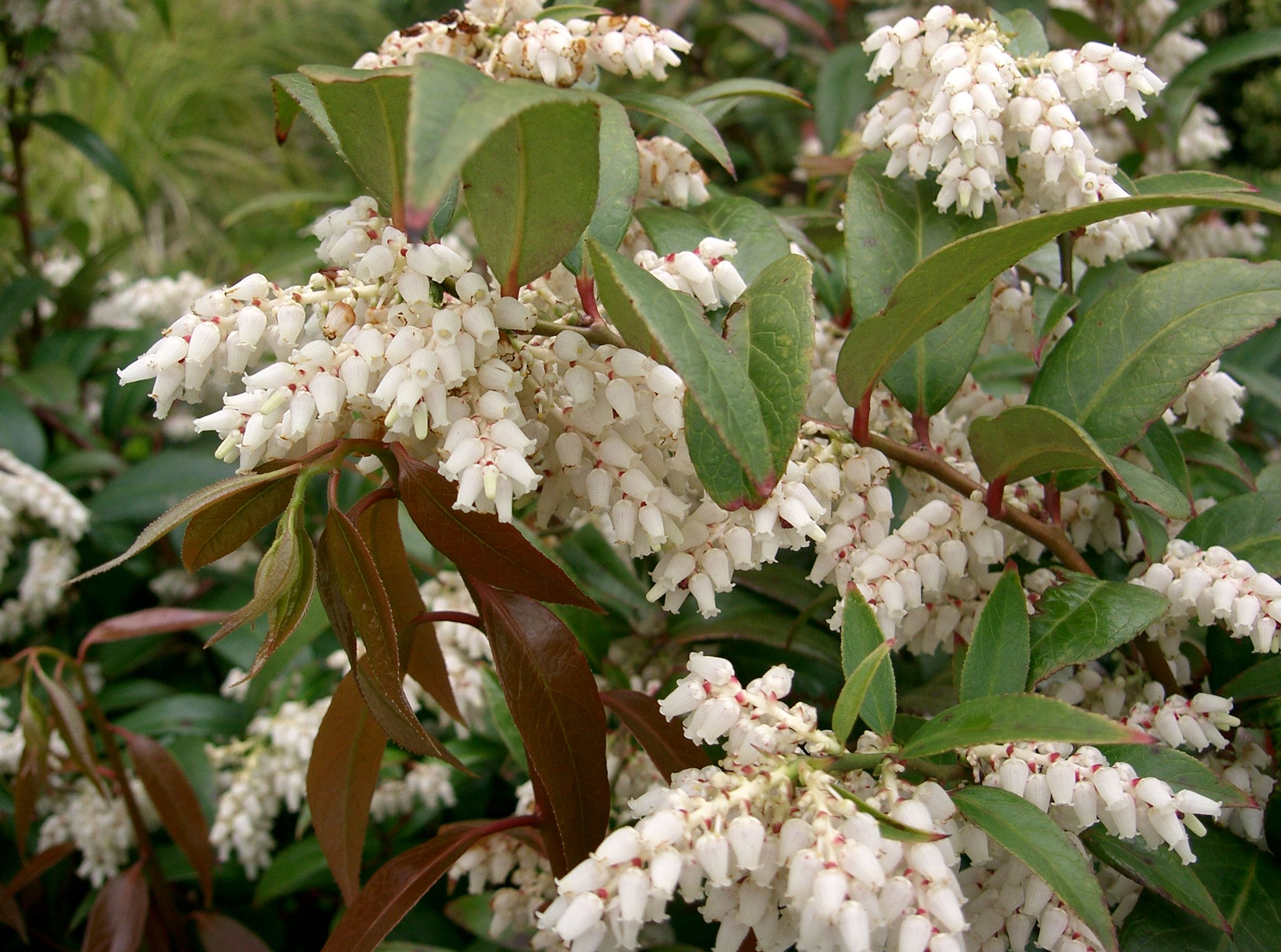 Леукотоэ Scarletta (сорт 'Firestar®')