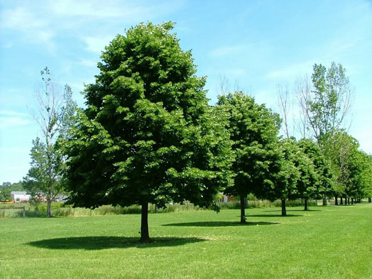 Липа Мелколистная
