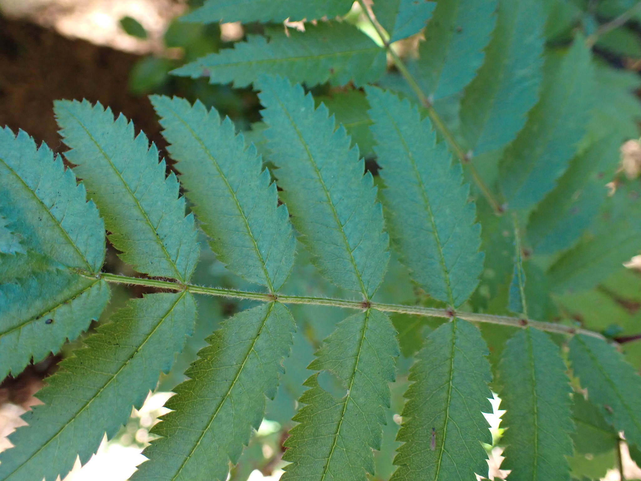 international backfill (iNaturalist): Sorbus aucuparia