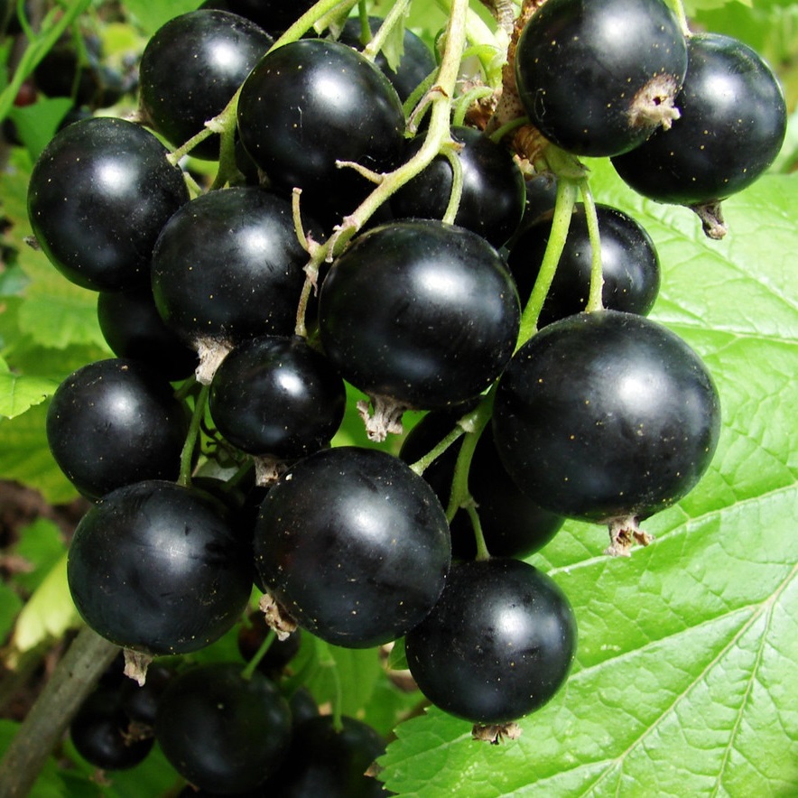 smorodina-ribes-chernaya