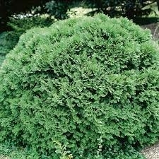 Туя западная Woodwardii