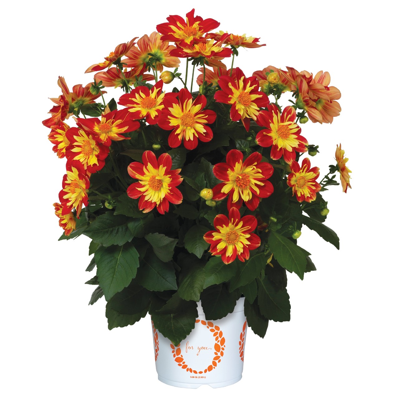 Георгина Summer Bees Red Star