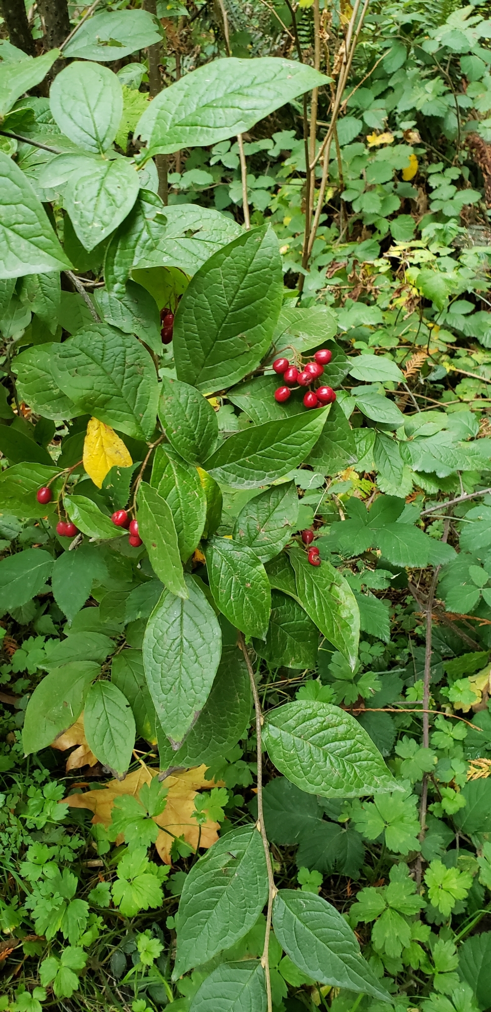 international backfill (iNaturalist): Cotoneaster