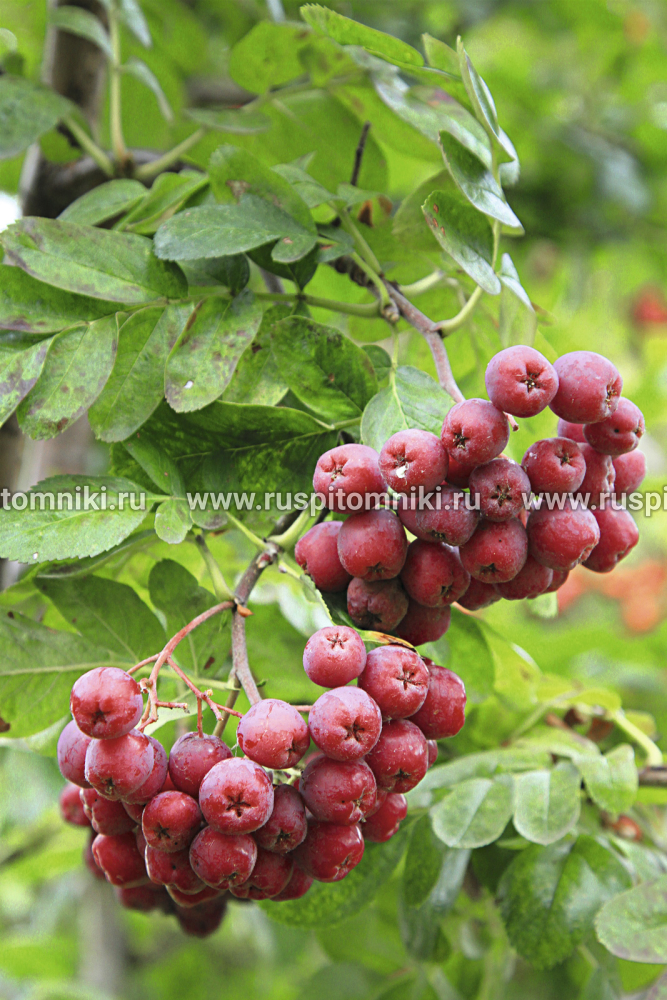 Рябина Гранатная` = Crataegosorbus `Granatnaja