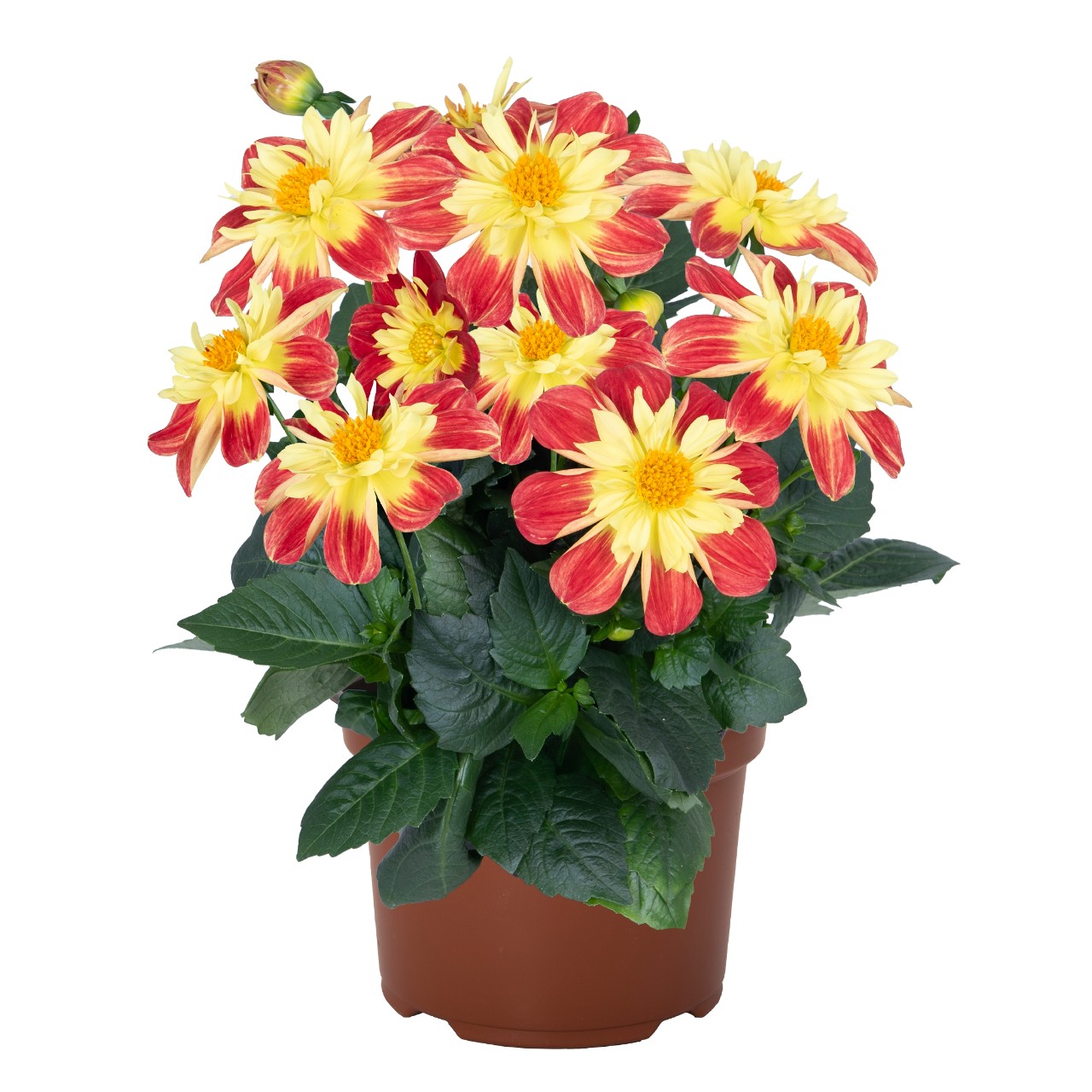 Георгина Summer Bees Red Star
