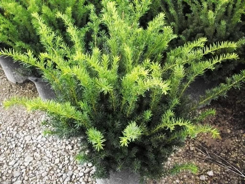 Тис средний Densiformis