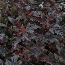 Пузыреплодник калинолистный (Physocarpus opulifolius Red Baron)