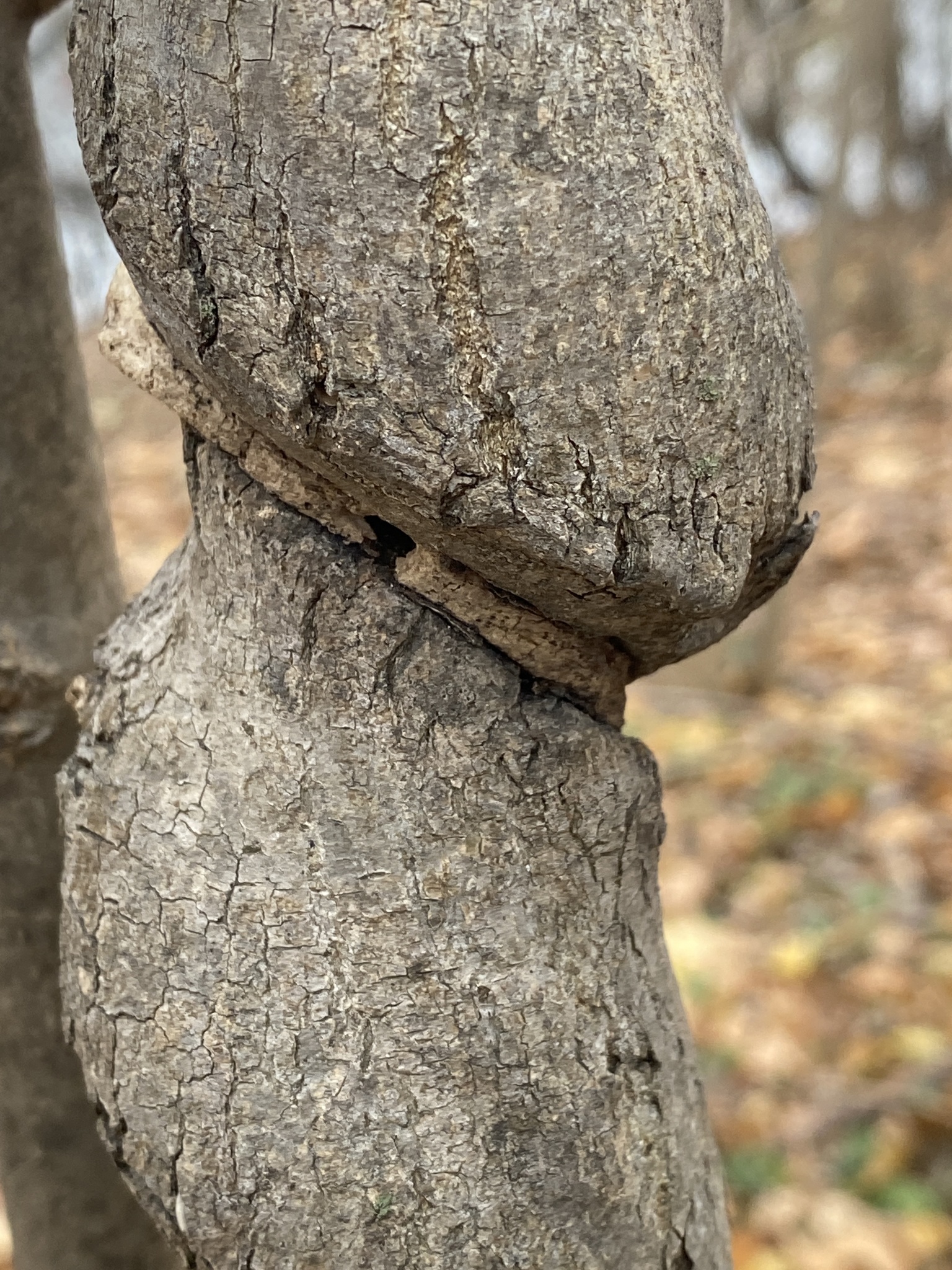 international backfill (iNaturalist): Fraxinus
