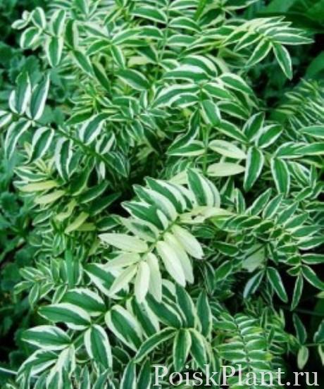 Синюха голубая Variegata