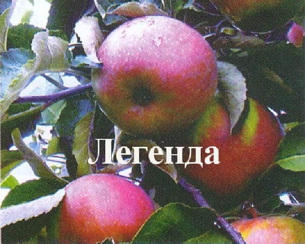 Яблоня Легенда