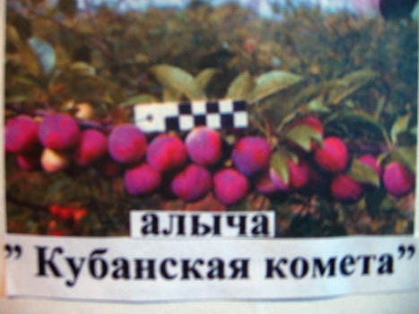 Алыча Кубанская комета