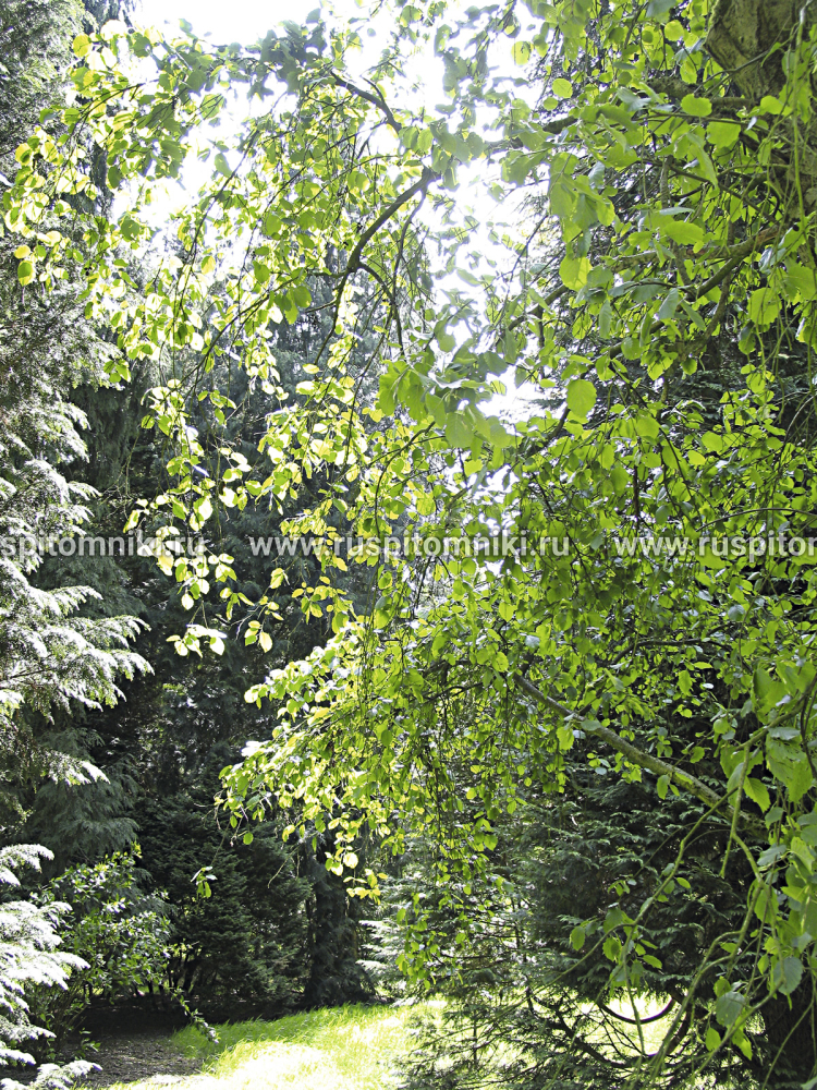 Ольха серая Pendula